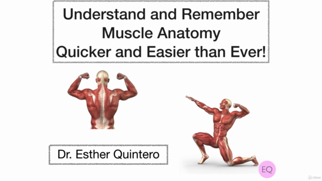 Muscular System Anatomy – Screenshot 4