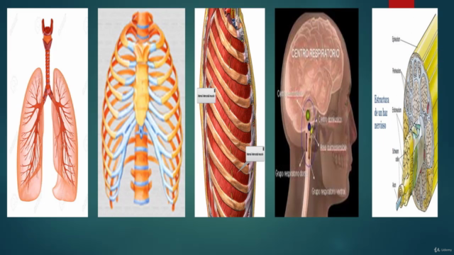 Fisiología del Sistema Respiratorio - Screenshot_01