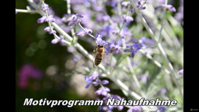 Nikon D7200 Express Videotraining – Screenshot 2