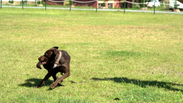 Mantrailing/Koku Takibi Köpeği Eğitimine Giriş – Screenshot 1