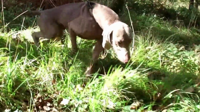 Mantrailing/Koku Takibi Köpeği Eğitimine Giriş – Screenshot 3