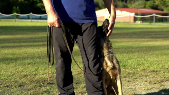 Mantrailing/Koku Takibi Köpeği Eğitimine Giriş – Screenshot 4