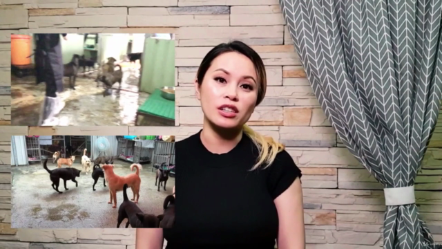 Insights and Details into Canine Raw Feeding and Nutrition – Screenshot 1