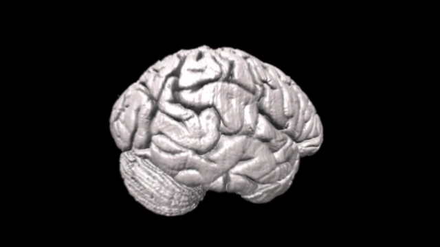Fisiología endocrinológica humana – Screenshot 2