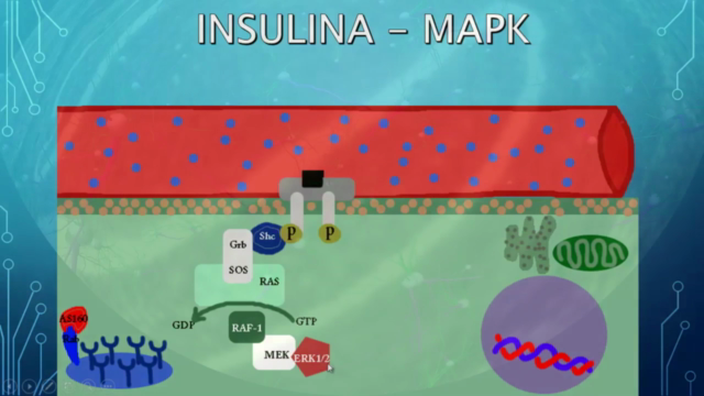 Fisiología endocrinológica humana – Screenshot 4