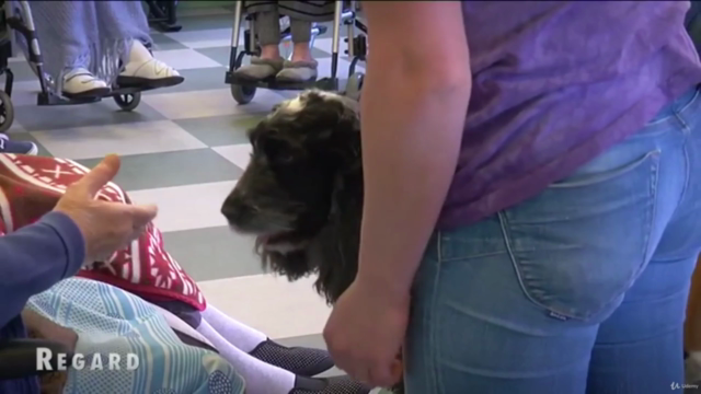 Training du chien-médiateur – Screenshot 2