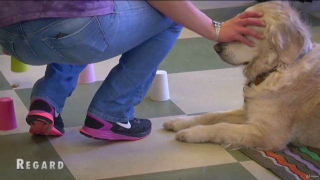 Training du chien-médiateur – Screenshot 3