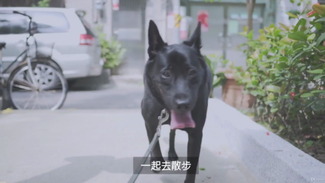 自信狗狗養成計畫 – Screenshot 2