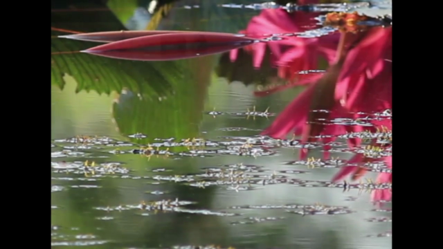 Taoist Stress Reduction - QiGong Meditation – Screenshot 1