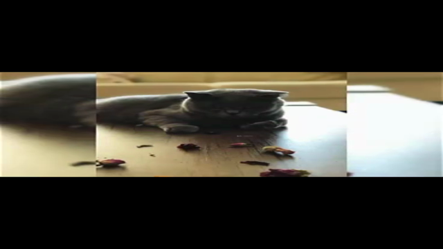 Kedi & Köpek Bakımı : Başlangıç – Screenshot 1