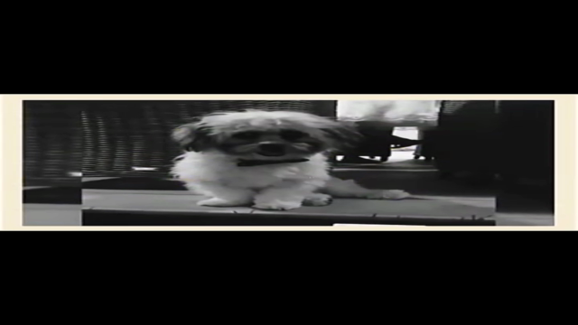 Kedi & Köpek Bakımı : Başlangıç – Screenshot 3