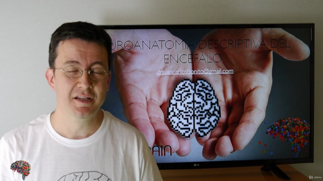 Neuroanatomía Descriptiva del Encéfalo – Screenshot 1