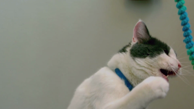 Cat Behavior Rectification & Cat Health Care: 2 courses in 1 – Screenshot 1