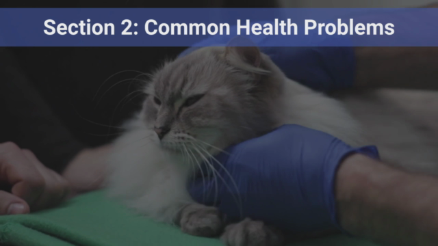 Cat Behavior Rectification & Cat Health Care: 2 courses in 1 – Screenshot 3