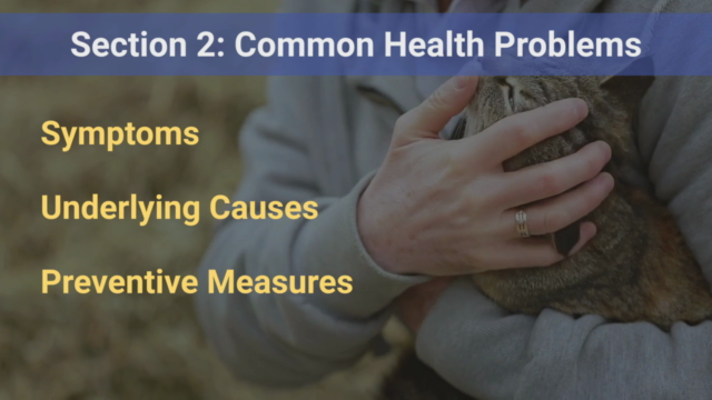 Cat Behavior Rectification & Cat Health Care: 2 courses in 1 – Screenshot 4
