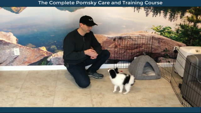 Pomsky Dog Care and Training Course – Screenshot 2