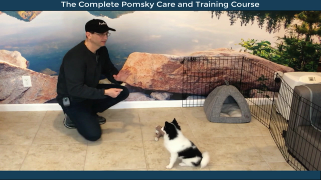 Pomsky Dog Care and Training Course – Screenshot 3