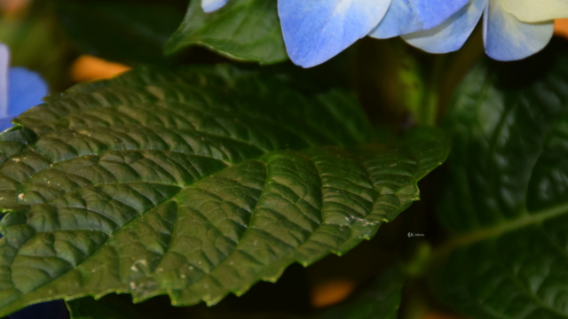 Hydrangea Study in Watercolour – Screenshot 2