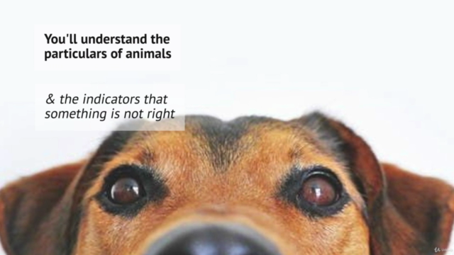 Crystal Healing for Animals Certification – Screenshot 3