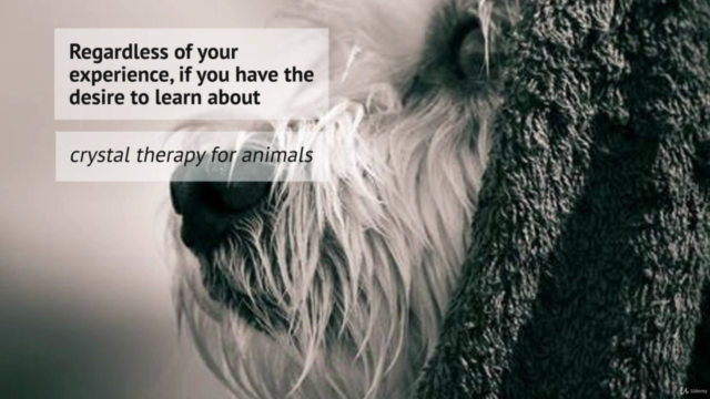 Crystal Healing for Animals Certification – Screenshot 4