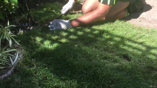 A beginners course on how to create and care for lawns. – Screenshot 4