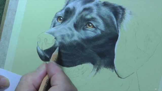 How To Draw Dogs Vol 1 - Pug, Collie, Labrador & Terrier – Screenshot 3