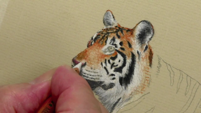 How to Draw Lions, Tigers and Bears using Pastel Pencils – Screenshot 1