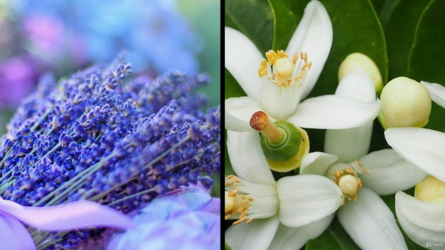 A taste of Aromatherapy – Screenshot 1