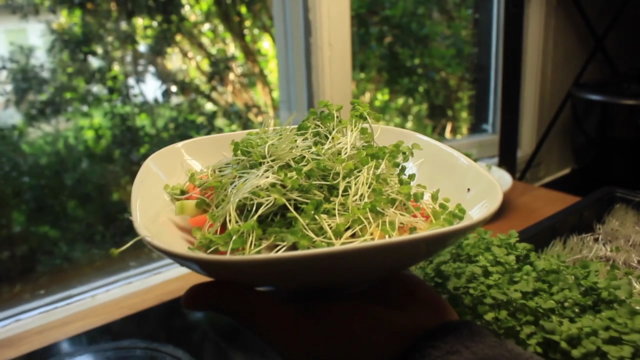Learn To Grow Nutritious Microgreens Inside The House – Screenshot 1
