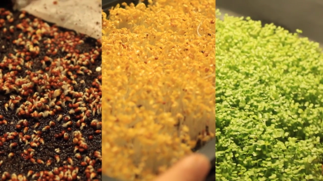 Learn To Grow Nutritious Microgreens Inside The House – Screenshot 2