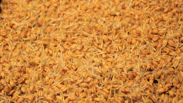 Learn To Grow Nutritious Microgreens Inside The House – Screenshot 4