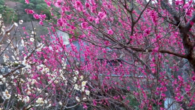 Chinese painting / Sumie course : painting plum blossom – Screenshot 1