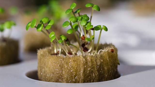 Machine learning and artificial intelligence in hydroponics – Screenshot 1