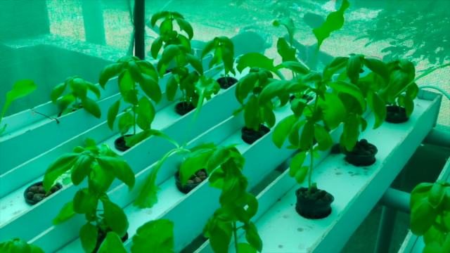 Machine learning and artificial intelligence in hydroponics – Screenshot 2