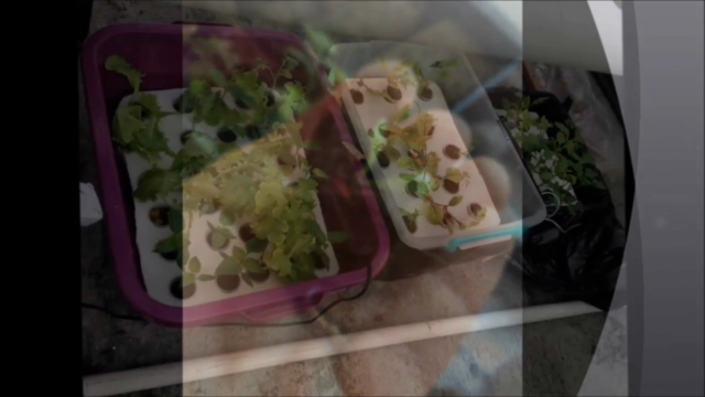Aprende a Cultivar con Hidroponia – Screenshot 1
