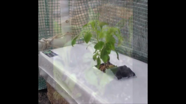 Aprende a Cultivar con Hidroponia – Screenshot 2