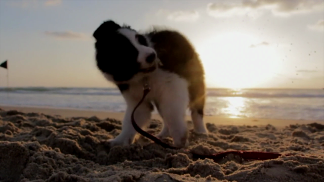 El duelo y nuestros animales – Screenshot 3