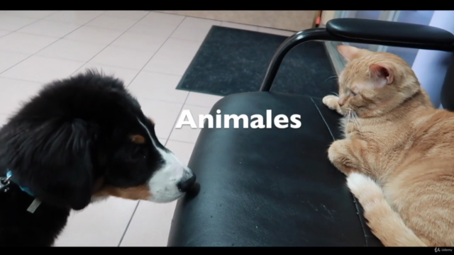 Adiestramiento Canino desde Cero, para ti y tu mejor amigo – Screenshot 4