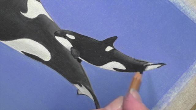 Learn To Draw Sea Life - Dolphin, Shark and Killer Whale - Screenshot_04