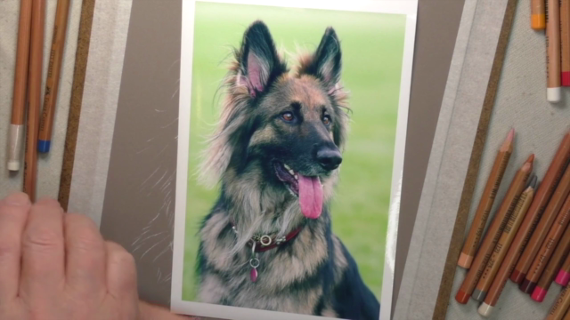 How To Draw Dogs Vol 3 - Labrador, German Shepherd & Spaniel - Screenshot_02