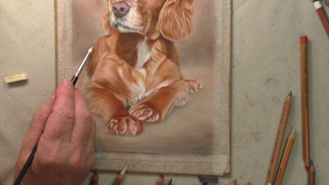 How To Draw Dogs Vol 3 - Labrador, German Shepherd & Spaniel - Screenshot_04