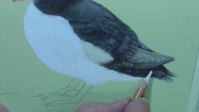 How To Draw Birds Vol 2 - Puffin, Pelican & Toucan – Screenshot 4