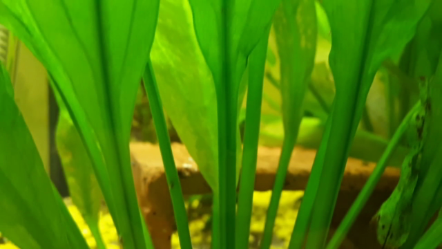 Monta tu primer acuario – Screenshot 1