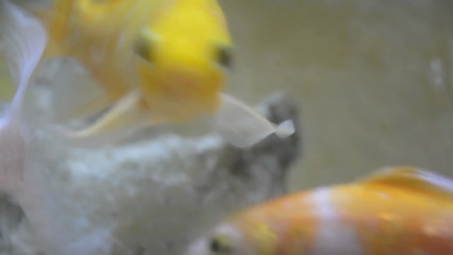 Monta tu primer acuario – Screenshot 2