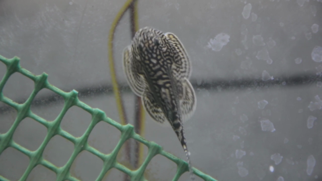 Monta tu primer acuario – Screenshot 3