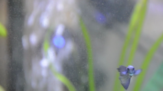 Monta tu primer acuario – Screenshot 4