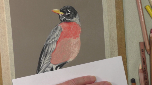 How to Draw Birds Vol 3 - American Robin, Kingfisher & Duck – Screenshot 1