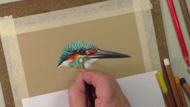 How to Draw Birds Vol 3 - American Robin, Kingfisher & Duck – Screenshot 2