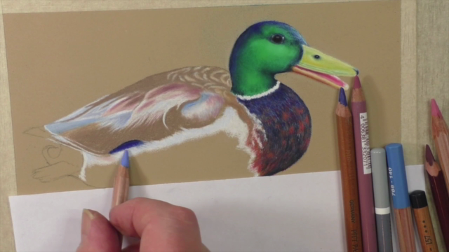 How to Draw Birds Vol 3 - American Robin, Kingfisher & Duck – Screenshot 4
