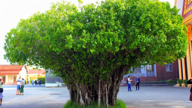 Pruning Trees and Shrubs - Everything you need to know – Screenshot 1